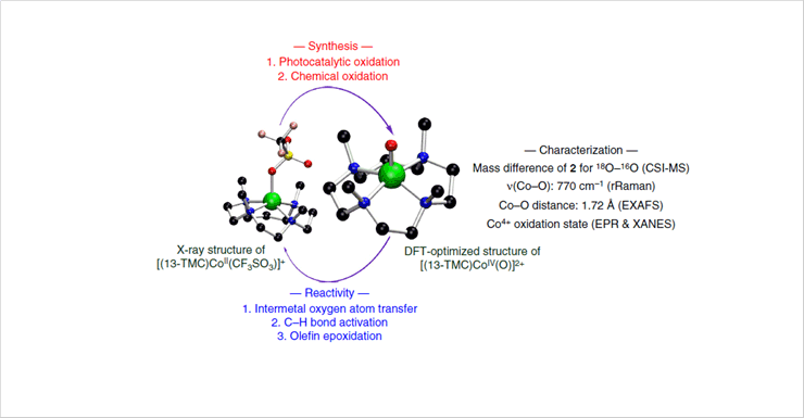 Figure 1. Synthesis, Structural Analysis, and Reactivity Investigation of Co(IV)-Oxo Species
