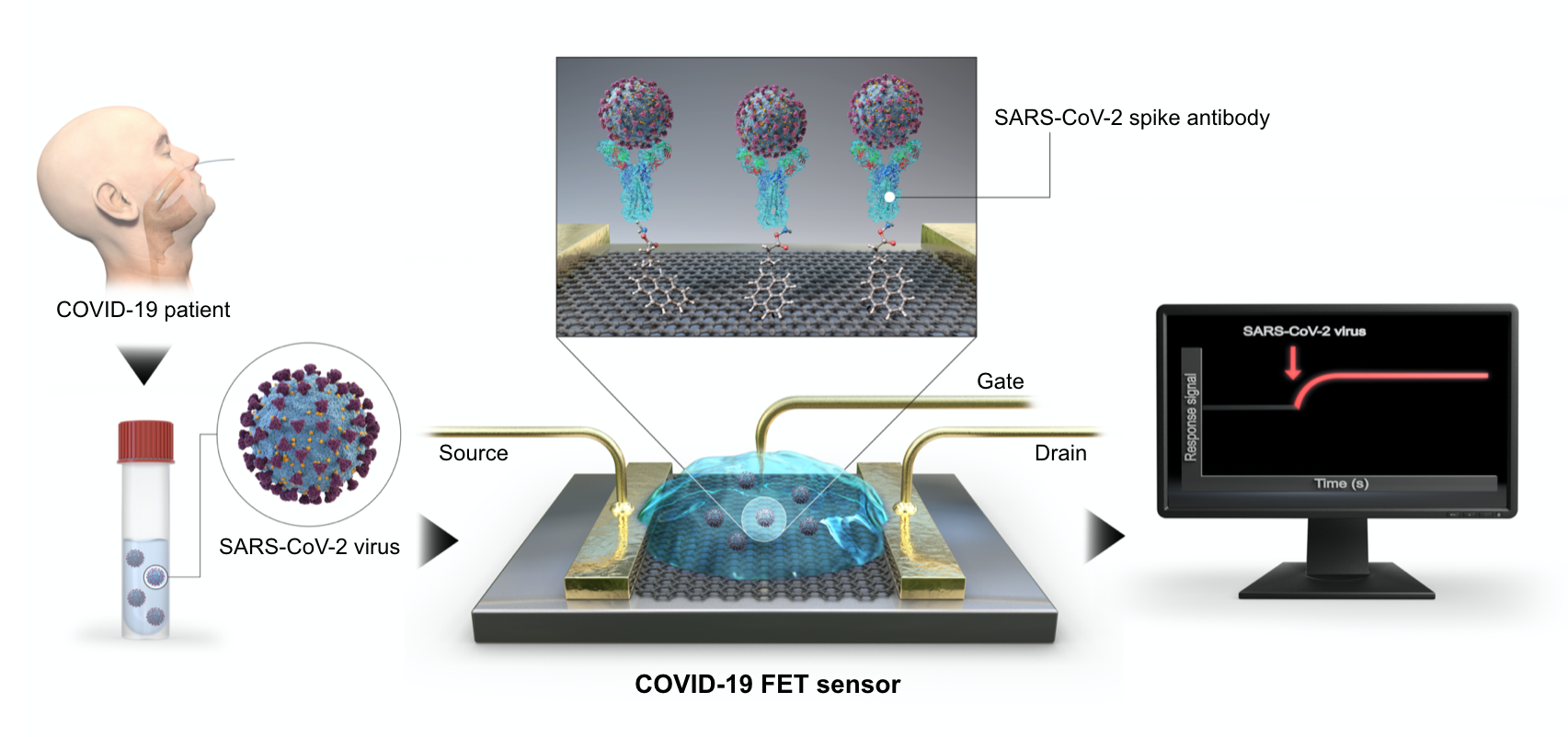 환자에서 채취한 검체를 바이오센서(COVID-19 FET sensor)에 떨어뜨려
    코로나19 바이러스 감염여부를 전기적인 신호로 확인할 수 있다.