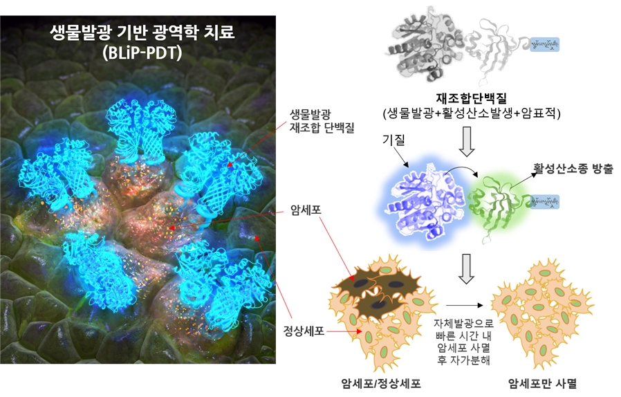 생물발광현상을 이용한 암세포의 광역학적 치료법 모식도