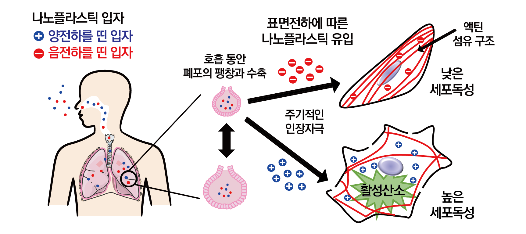 미세플라스틱의 표면 전하에 의한 폐 세포 독성 유발 모식도