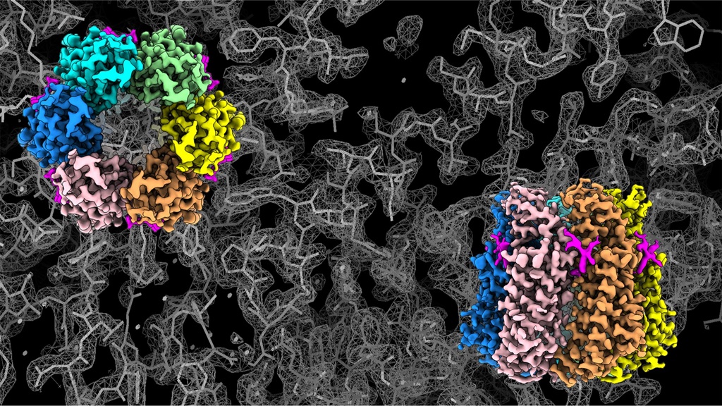 세포연접채널 단백질의 고분해능 3차원 구조 : 각각의 색깔로 강조된 단백질이 커넥신31.3 단백질로 6개가 모여 통로(채널)를 만든다. 왼쪽 위는 위에서 본 모습이며 오른쪽 아래는 옆에서 본 모습