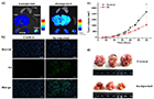 ‘종양 특이적 진단 및 치료 병용 항암제’ 개발<br />
Angewandte Chemie / 2014. 3.<br />
[교신]홍관수(자기공명) / [교신]Jonathan L. Sessler(University of Texas at Austin), 김종승(고려대학교)