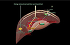 차세대 당뇨병 치료제 표적물질 발굴<br />
Gastroenterology / 2014. 9.<br />
[제1]박창균, 김승일, [교신]김건화(생명과학)