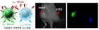 주사 한번으로 24시간 내 암 진단할 수 있는 상향변환 나노캡슐 개발<br />
ACS Nano / 2016. 1.<br />
[제1]송현석(바이오융합) / [교신]Natalie Artzi(MIT), Jae-Hong Kim(Yale Univ.)