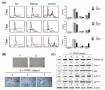 세포 노화억제와 젊은 세포로의 재생까지 가능한 새로운 노화원인물질 발견<br />
Aging Cell / 2015.12.<br />
[교신]장익순(바이오융합) / [교신]여의주(가천대)