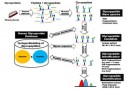 빅데이터 기반 당단백질 분석 신기술 개발<br />
Scientific Reports / 2016. 2.<br />
[교신]유종신(바이오융합)