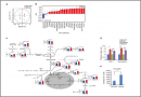 전이 암세포의 생존 메커니즘 세계 최초 발견<br />
Nature Communications / 2017. 2.<br />
[교신]황금숙(서울서부) / [교신]육종인(연세대)