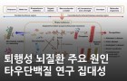 퇴행성 뇌질환 주요 원인 타우단백질 연구 집대성<br />
Chem / 2020.11.<br />
[제1] 린유시(KBSI 바이오융합연구부), 남지우(한국과학기술원)<br />
[교신] 이영호(KBSI 바이오융합연구부), 임미희(한국과학기술원)