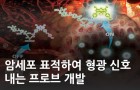 암세포 표적하여 형광 신호 내는 프로브 개발<br />
J. Med. Chem. / 2021.03.<br />
[제1] 이현승(KBSI 바이오융합연구부), 조미영(KBSI 바이오융합연구부), Karan Sanu(KBSI 바이오융합연구부)<br />
[교신] 홍관수(KBSI 바이오융합연구부), Jonathan L Sessler(텍사스대학교)