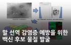 말 선역 감염증 예방을 위한 백신 후보 물질 발굴<br />
Vet. Microbiol. / 2021.08.<br />
[제1] 이하영(KBSI 바이오융합연구부)<br />
[교신] 김승일(KBSI 바이오융합연구부)