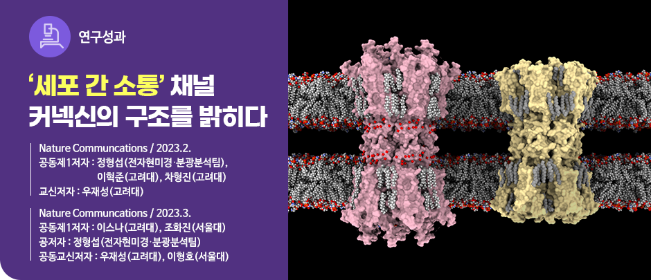 (연구성과) ‘세포 간 소통’ 채널, 커넥신의 구조를 밝히다
Nature Communcations / 2023.2.
공동제1저자 : 정형섭(전자현미경·분광분석팀),
                  이혁준(고려대), 차형진(고려대)
교신저자 : 우재성(고려대)
Nature Communcations / 2023.3.
공동제1저자 : 이스나(고려대), 조화진(서울대)
공저자 : 정형섭(전자현미경·분광분석팀)                  
공동교신저자 : 우재성(고려대), 이형호(서울대)