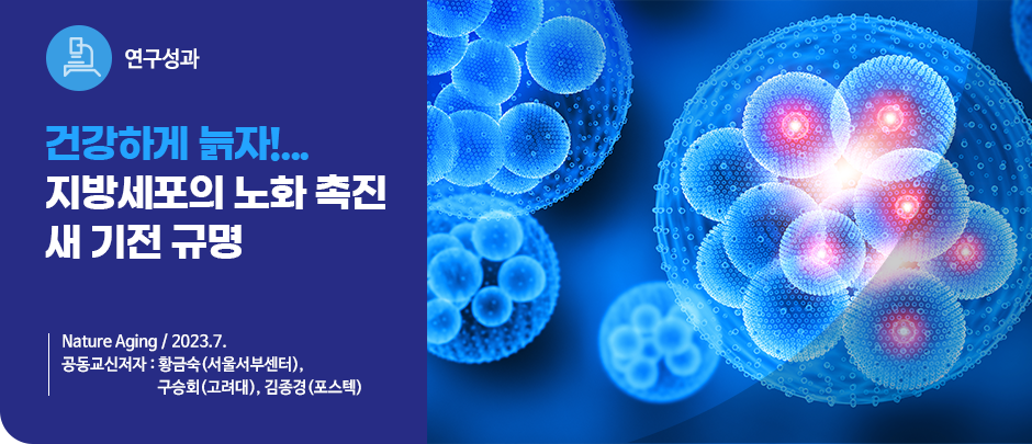 (연구성과) 건강하게 늙자!...지방세포의 노화 촉진 새 기전 규명
Nature Aging / 2023.7.
공동교신저자 : 황금숙(서울서부센터), 구승회(고려대), 김종경(포스텍)
