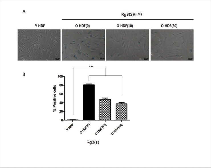 [Figure 1] Comparison of SA-β-Gal activity indicating the degree of aging in human skin cells treated with Rg3(S). SA-β-Gal staining in aged human skin cells drops from 80% to 40%.