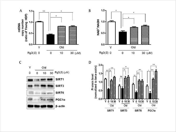 [Figure 2] In human skin cells treated with Rg3(S), mitochondrial number and NAD+/NADH are restored, and Sirtuin/PGC1α, mitochondrial regeneration signaling are increased.