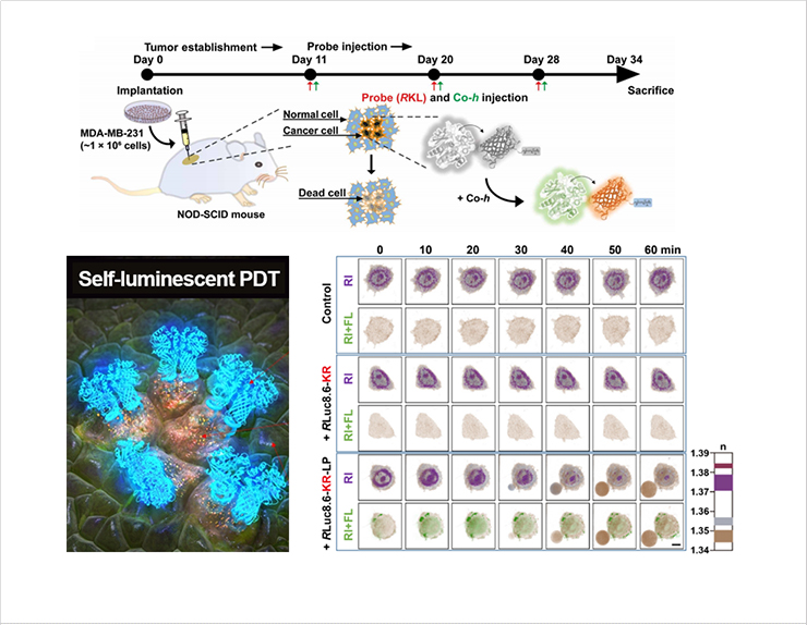 [Figure 1] Development of self-luminescent photodynamic therapy (PDT) utilizing 3D holotomography  