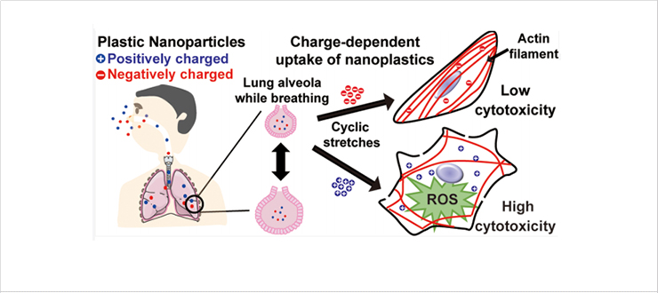 [Figure 1] Surface charge-dependent uptake of PS-NPs into alveolar cells and their cytotoxicity in the presence of cyclic stretches