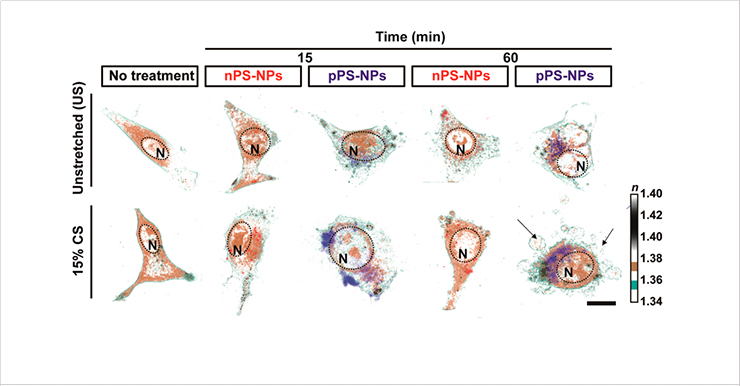 [Figure 2] 3D holotomographic images of nPS-NPs- and pPS-NPs-treated cells in two
different conditions: unstretched and 15% CS at defined time points. 
