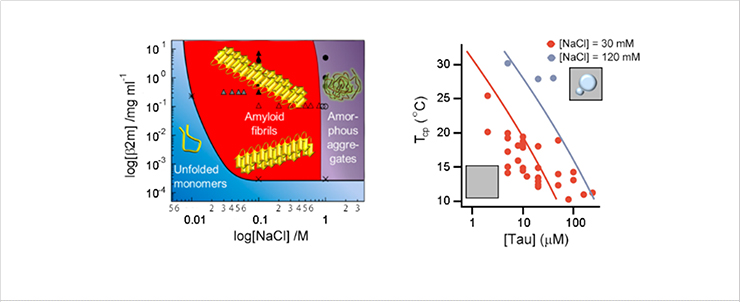 [Figure 2] Phase diagrams of the phase transition and separation of proteins
