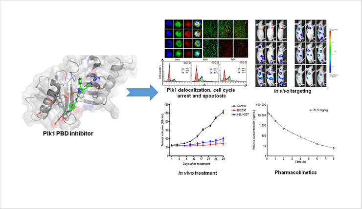 Figure Describes the in vitro and in vivo and pharmacokinetics of KBJK557