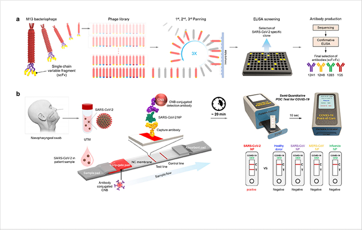 [Figure 1] Scheme showing rapid diagnosis of SARS-CoV-2-specific antigen (nucleocapsid) based on antigen-antibody reaction