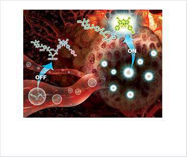 [Figure 1] Near-infrared fluorescent probe activated by nitroreductase for in vitro and in vivo hypoxia tumor detection