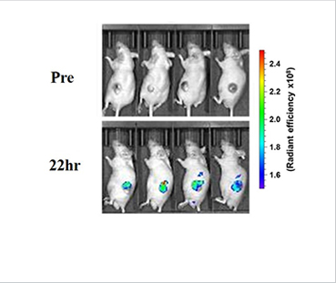 [Figure 2] In vivo tumor detection by means of fluorescence imaging with fol-BODIPY