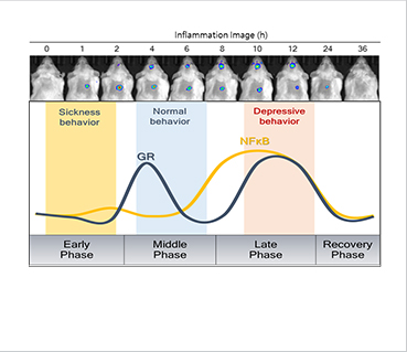 [Figure2] Time-dependent inflammation and animal behavior analysis