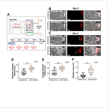 [Figure 2] Intratumoral infiltration of NK cells, induced by extracellular vesicle-based drug in a tri-culture system