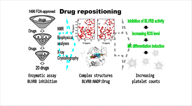 [Figure 1] Development of BLVRB inhibitor through drug repositioning for the treatment of thrombocytopenia. 
