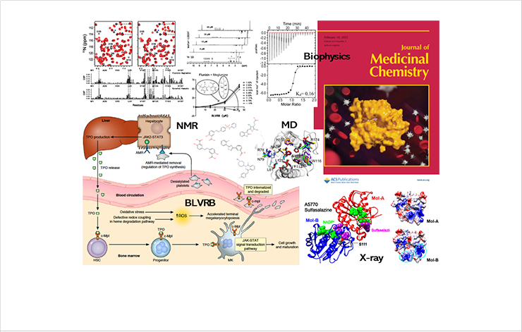 [Figure 2] Development of BLVRB inhibitors that increase the platelet production dependent on ROS signal. Integrated analysis to study the mode of action (MOA) of BLVRB-drug interaction (NMR/Biophysics/X-ray/MD) 