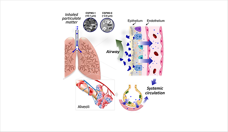 In vivo monitoring of fine dust models using fluorescent particles