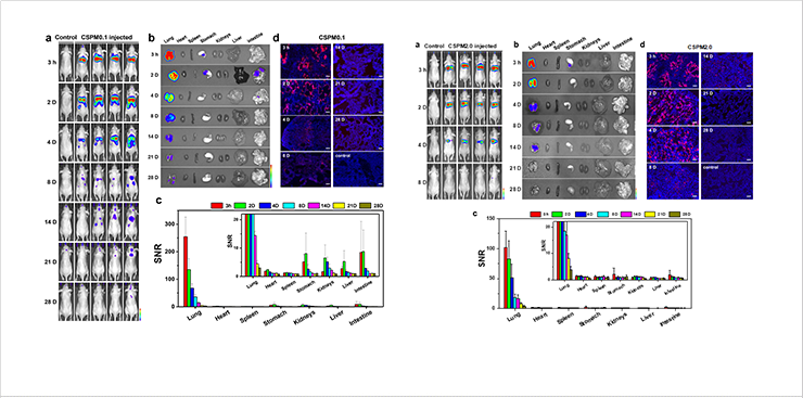 [Figure 2] In vivo/ex vivo biodistribution imaging study of nanoparticles(left) or microparticles(right) injected mice