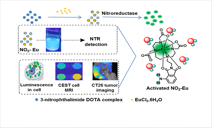 [Figure 2] Schematic representation of the NTR activation process and in vitro and in vivo CEST MRI detection of the bimodal probe NO2-Eu.