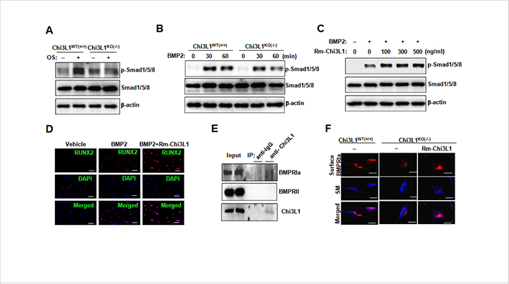 [Figure 1] The mechanism of action of Chi3L1-mediated BMP2 signaling in osteoblasts