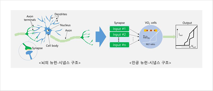 [Fig. 1] Conceptual illustration of artificial synapse-VO<sub>2</sub> cells inspired by biological neuron-synapse system
