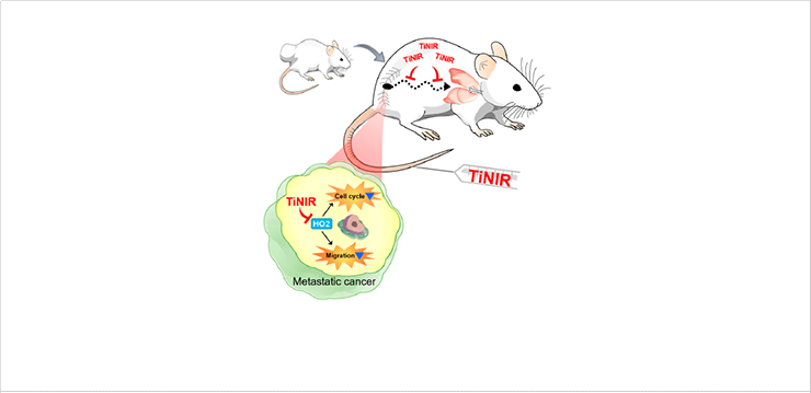[Figure 1] Schematic representation of HO2 inhibition by TiNIR at the cellular level. Red arrows indicate the inhibition of an HO2 function by TiNIR. DAPI, 4′,6-diamidino-2-phenylindole.