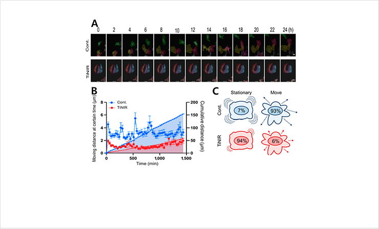 [Figure 2] Inhibitory effects for single-cell movement by the HO2 inhibitor (TiNIR). (A) Time-lapse imaging of migration in live control A549 cells (top) and TiNIR-treated A549 cells (bottom). Few cells in control groups are marked with dotted lines. Note that none of the TiNIR-treated A549 cells moved outside FOV. Scale bars: 20 μm. (B) Moving distance at a certain time (dot plot, left Y axis) and cumulative distance (integrated area, right Y axis) of 2 groups. Data are shown as means ± SEM (n = 30 and 31 for control and TiNIR, respectively). (C) The ratio of “Stationary” and “Move” for each group. As written in the main text, we divided these into whether (Move) or not (Stationary) the cell migrates more than 100 μm.