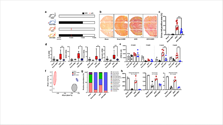 Fig. 1 Changes in renal injury, TMAO concentration, and intestinal microbial environment following antibiotic administration in a mouse model