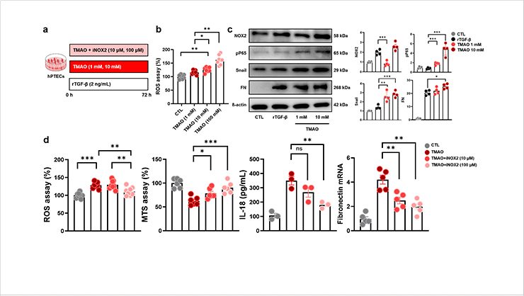 Fig. 2 Changes in ROS and fibrosis markers following TMAO and ROS generation inhibitor treatment in renal tubular cells