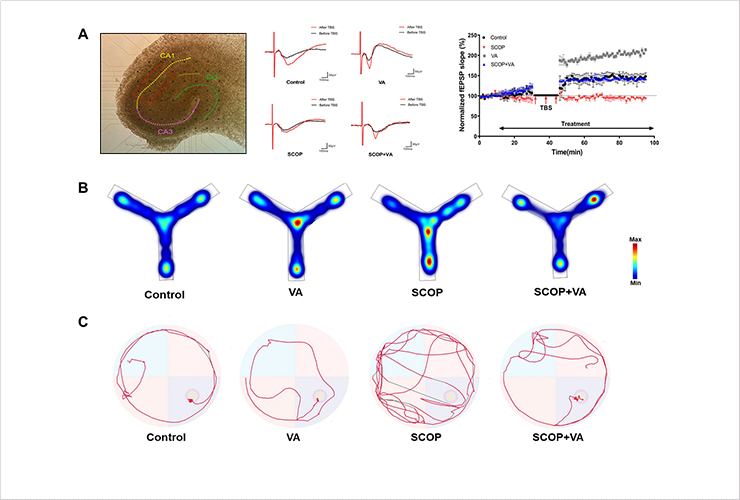 Fig. 2 Results of ex vivo and behavioral experiments