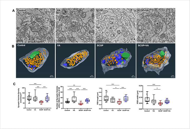 Fig. 3 Analysis of synaptic vesicle density on synaptic ultrastructure 