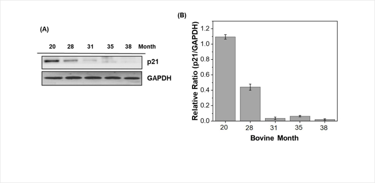 Fig. 1 Comparison of p21 protein expression in beef samples of various ages using bovine p21 antibodies. (A) Immunoblot analysis, (B) Quantitative analysis of p21 expression levels