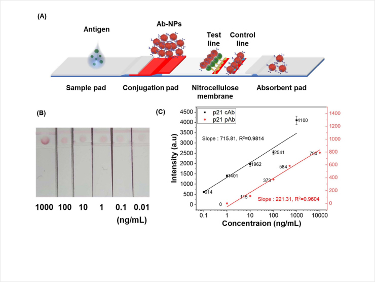 Fig. 2 Fabrication of LFA chip and comparison of p21 expression in beef samples using two types of p21 antibodies. (A) Schematic diagram of LFA operation, (B) Results from paper-based chip measurements, (C) Comparison of sensitivity and detection limits between p21 polyclonal antibody (pAb) and capture antibody (cAb)