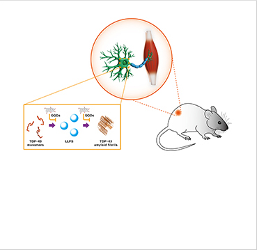 [Figure 2] Administration of GQDs to ALS model mice resulted in delayed motor function decline through the inhibition of TDP-43 LLPS and aggregation, along with reduced motor neuron death and alleviation of neuroinflammatory responses.