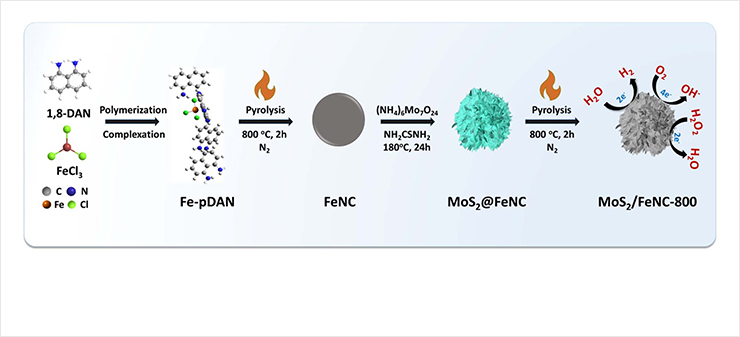 Fig. 1 Fe–polydiaminonaphthalene (Fe-pDAN) is synthesized via coordination of 1,8-DAN and FeCl₃, followed by pyrolysis to obtain FeNC. MoS₂ nanosheets are grown on FeNC via hydrothermal reaction and further pyrolyzed to form the final multifunctional catalyst, MoS₂/FeNC-800.