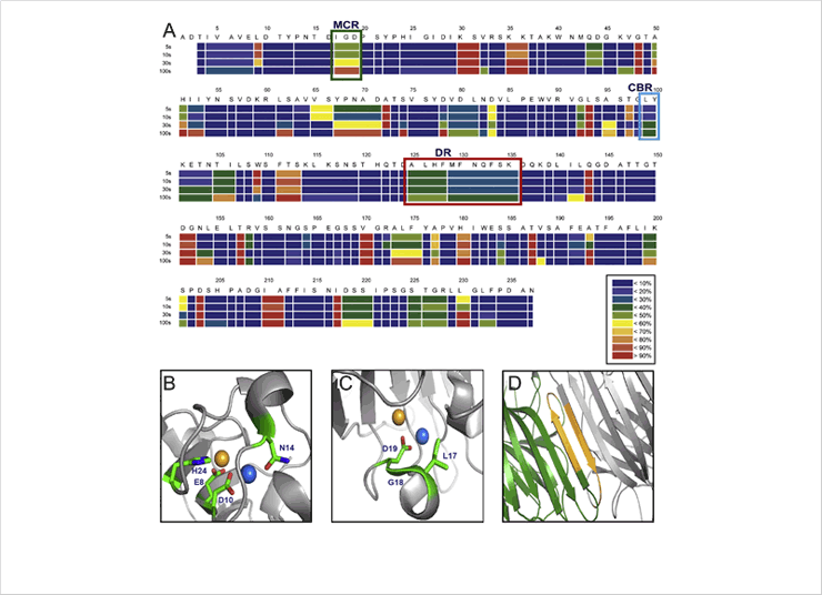 Figure 2. Hydrogen/deuterium exchange (HDX) profile of concanavalin A (Con A), defining the interaction regions between Con A and HuNoV (GII.4).