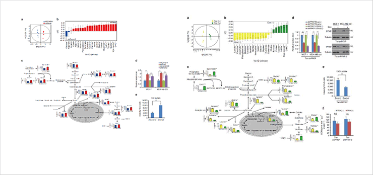 Figure 2. Intracellular signaling of DCDHF-β gal and the mechanism of its reaction with β-galactosidase (left), Target diagnosis in a mouse model (right)