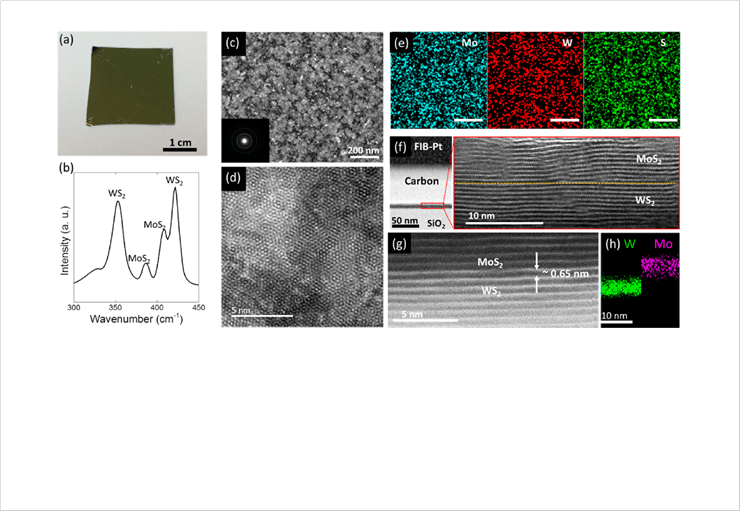 [Figure. 1] (a) Image of as-grown 2D MoS2/WS2 heterostructure layers on a SiO2/Au/SiO2/Si substrate. (b) Raman spectrum obtained from the sample, revealing the presence of both MoS2 and WS2. (c, d) Low-magnification TEM (c) and HRTEM (d) micrographs of the 2D MoS2/WS2 heterostructure layers in plane view. (e) STEM-EDS elemental mapping images revealing the uniform spatial distribution of constituent elements. The scale bar is 50 nm. (f) Cross-section TEM characterizations of 2D MoS2/WS2 heterostructure layers on a SiO2 (left) and their detailed crystalline structures (right). (g) ADF-TEM image of the corresponding MoS2/WS2 interface, revealing a distinct image contrast. (h) STEM-EDS elemental map to show the spatial localization of Mo and W at the interface. 
