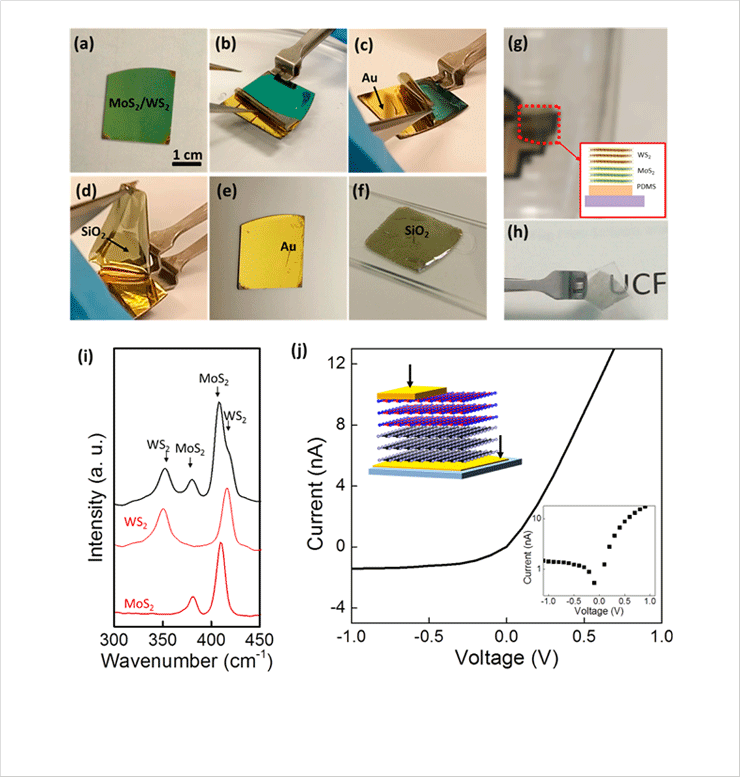 [Figure. 2] (a−.f) Sequential procedures for the transfer of 2D MoS2/WS2 heterostructure layers using the water assisted Au-SiO2 separation. (g) PDMS-coated 2D WS2/MoS2 heterostructure layers integrated on the surface of a cup. (h) 2D MoS2/WS2 heterostructure layers on a PDMS transferred from a thermal release tape. (i) Raman spectrum from 2D MoS2/WS2 heterostructure (j) Transport characteristics of transferred 2D MoS2/WS2 heterostructure layers.