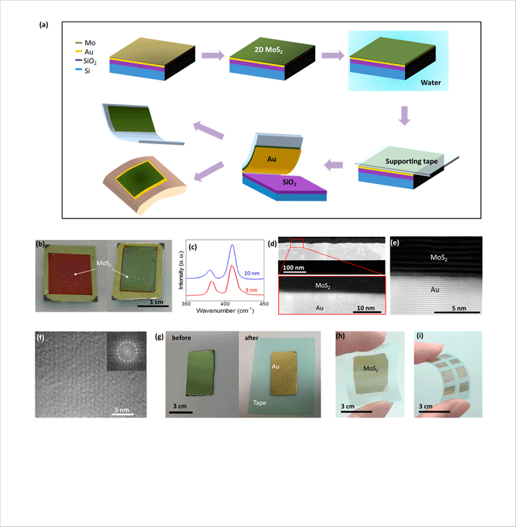 [Figure. 3] (a) Illustration for the direct growth of 2D MoS2 layers on Au-deposited substrates and their subsequent transfers. (b) 2D MoS2-grown on Au/SiO2/Si substrates. 2D MoS2 are selectively grown with Mo of different thicknesses (left: 3 nm, right: 10 nm). (c) Raman spectrum obtained from the 2D MoS2 layers grown on in panel b. (d)ADF-TEM micrographs of 2D MoS2 grown on a Au/SiO2/Si substrate. The zoom-in image (red box) reveals the growth of continuous 2D MoS2 layers. (e) ADF-TEM micrograph revealing the sharp 2D MoS2/Au interface. (f) Plane-view HRTEM micrograph of few-layer 2D MoS2 layers revealing Moiré.patterns. (g) 2D MoS2/Au before (left) and after (right) integration to a supporting tape. (h) Large-area 2D MoS2 layers attached to a supporting tape. (i) Patterned 2D MoS2 layers attached to a supporting tape.